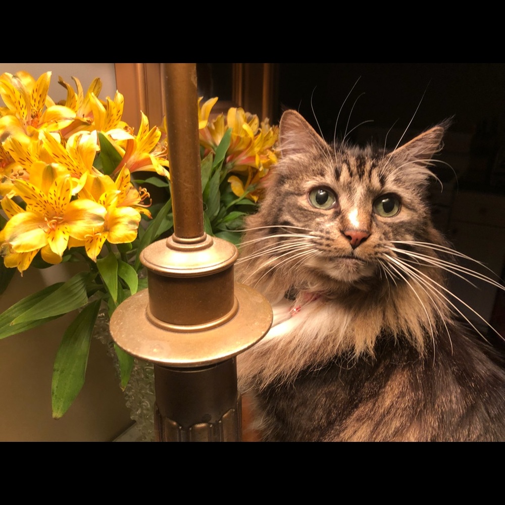 Meet your Posher, Sara